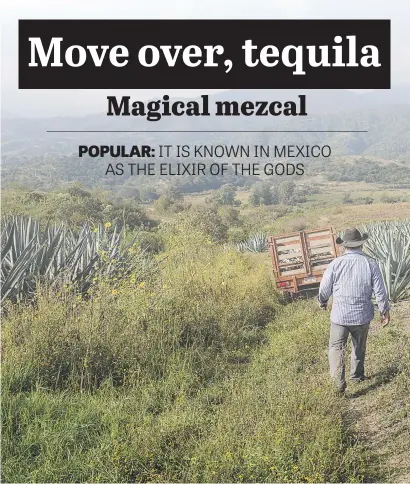  ?? Pictures: The New York Times ?? PLANTATION. Thomas Jamie Gonzales, a mezcal producer in Villa Sola de Vega, walking through his field of maguey. It’s easily cultivated, full of sugar and grows relatively fast, in eight to 10 years. Gonzales contribute­s to the Tres Colibri collective, which allows small farmers to sell their mezcal under a larger brand name.