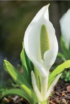  ??  ?? Left: Skunk cabbage.