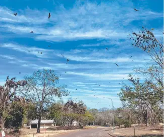  ?? ?? Flying foxes at the Burdekin Falls Dam.