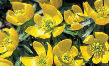  ?? ?? Shining through: The bright yellow flowers of aconites open up to face the sunlight