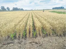  ?? ?? Intersiemb­ra. El maíz crece entre surcos de trigo listo para cosechar.