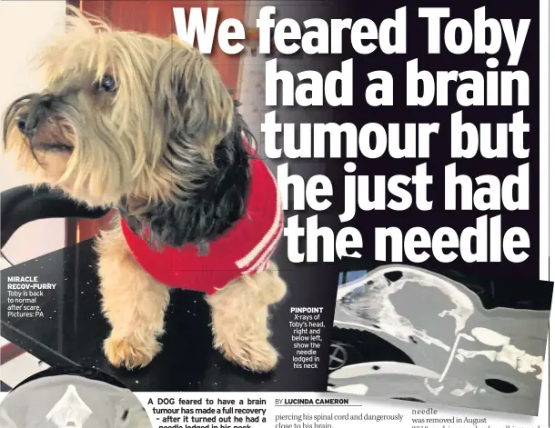  ??  ?? MIRACLE RECOV-FURRY Toby is back to normal after scare, Pictures: PA PINPOINT X-rays of Toby’s head, right and below left, show the needle lodged in his neck