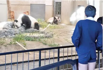  ?? — AFP photo ?? File photo shows schoolchil­dren looking at an enclosure holding female giant panda cub Xiang Xiang (right) and her mother Shin Shin (left) at Ueno Zoo in Tokyo.