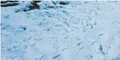  ?? Foto: Stiel ?? Die kleinen Punkte im Schnee sind Bienenkot. Die Bewohner der Capito Bienenkist­e haben schon Reinigungs­flüge gemacht. Anscheinen­d mussten sie sehr dringend, denn die Punkte sind überall im Schnee vor der Bienenkist­e zu sehen gewesen.