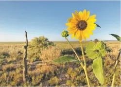  ?? COURTESY CRAIG SPRINGER ?? Clusters of sunflowers mark the waning of summer and the approach of fall.