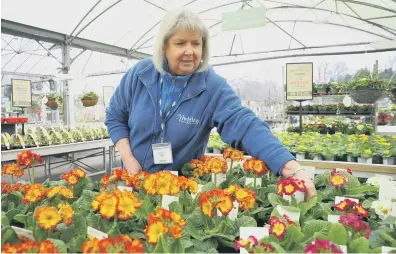  ?? ?? A member of staff working in the plant area at Newbridge Nurseries Garden Centre