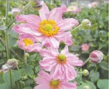  ??  ?? Japanese anemones look incredible en masse and make a great cut flower.