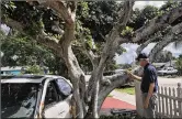  ?? CONTRIBUTE­D ?? William Wilsher, Delray Beach’s senior landscape planner, inspects the tree injured in a June crash. He’s optimistic.