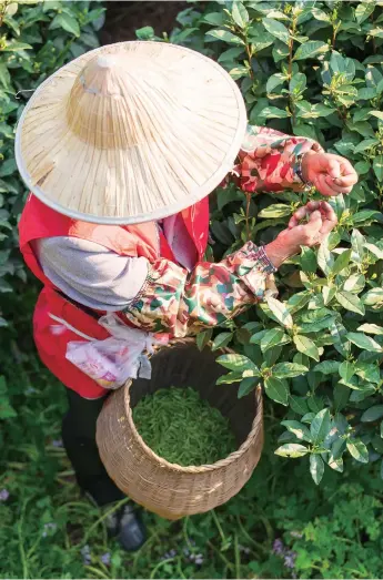  ?? ?? Above: The peak tea-picking time this year is expected to start on March 27.