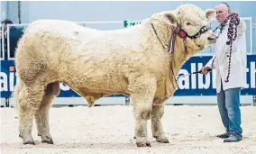  ??  ?? The reserve overall champion – Balthayock Nanook, from veteran Perthshire breeder Major David Walter – sold for 9,500gn.