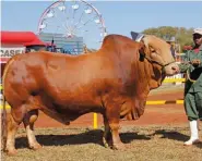  ??  ?? LEFT: Pronk Heerser TK 12 0228, Senior and Grand Champion Afrikaner Bull on Show, with Pertus Tlou (handler). Owned by Dr Pieter de Kock, Pronk Afrikaner Stud, Thabazimbi.