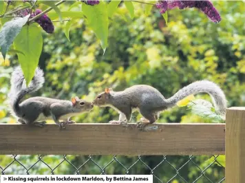  ??  ?? > Kissing squirrels in lockdown Marldon, by Bettina James