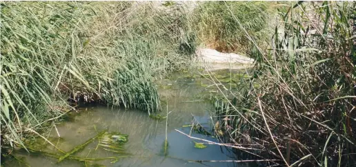  ?? Foto: Wiltrud Schwetje ?? Auch am Tajo de Teba gibt es Flussläufe, die nach Schweine-Gülle stinken.