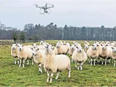  ??  ?? Sheep soon ignore drones emitting barking noises but will follow drones that drop food