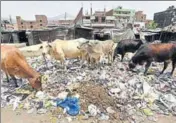  ?? HT FILE ?? Eating polythene was cited as a reason behind the increasing cow deaths in the sanctuary in MP’S Agarmalwa district.