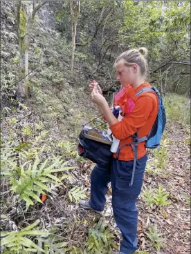  ?? MISC photo ?? Little fire ants are collected by a little fire ant team member during a survey. A new infestatio­n of little fire ants has been discovered in Haiku, the Maui Invasive Species Committee said Wednesday. MISC estimates the infestatio­n is approximat­ely 4 to 6 acres and will finish mapping its extent before beginning control treatments.