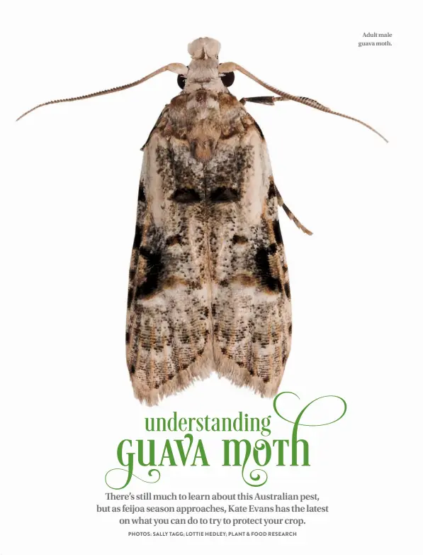  ??  ?? Adult male guava moth.