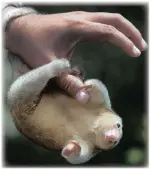  ?? PICTURE: AP ?? A vet holds a pygmy anteater, also known as a silky anteater, at the Huachipa Zoo, on the outskirts of Lima, Peru, recently. It is one of a pair of anteaters who turned 11 years old. The zoo is preparing a breeding programme of this rare species, which...