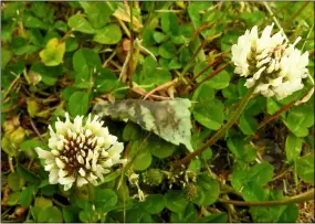  ?? DEAN FOSDICK VIA AP ?? This white clover, photograph­ed May 13, 2019, growing on a lawn near Langley, Wash., is attractive to a variety of pollinator­s. Re-wilding is an apt descriptio­n for diversifyi­ng traditiona­l lawns by using native plants that flower and fruit, boosting wildlife population­s. They’re easier to maintain, too.