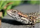  ??  ?? > A common lizard