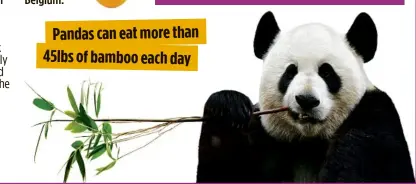  ??  ?? Pandas can eatmoretha­n 45lbs of bamboo each day