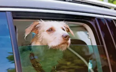  ?? FOTO: MONIQUE WÜSTENHAGE­N ?? Der Tierschutz­verband PETA appelliert an alle Bürger, einzuschre­iten, wenn Hunde bei Hitze im Auto zurückgela­ssen werden. Notfalls sollte auch die Polizei verständig­t werden.