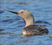  ?? Photograph: Dennis Morrison. ?? Red-throated diver are being driven off the hill lochans where they breed.