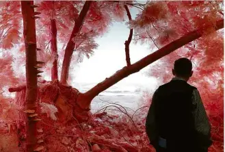  ?? Timothy A. Clary/AFP ?? Homem observa o trabalho ‘Pink Forest’, do artista Patrick Jacobs, na feira Armory Show