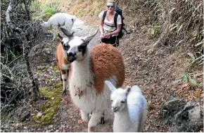  ??  ?? A few llamas casually stroll through Machu Pichhu.