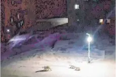  ??  ?? Das Video-Standbild zeigt, wie nah eine Eisbärin und ihre Jungen einem Wohnblock in der Siedlung Beluschja Guba auf Nowaja Semlja kommen.