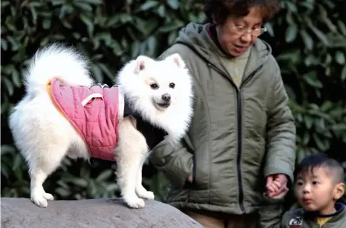  ??  ?? 上海市民在观赏宠物犬