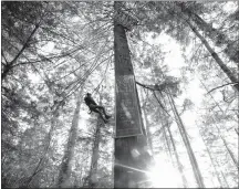  ?? Genaro Molina / Los Angelestim­es ?? Activist Alder rappels up a Redwood tree named Gemini where tree sitters have been, intermitte­ntly, camping out on a platform, center, top, to protect it from being cut down as part of the Caspar 500Timber Harvest Plan in the Jackson Demonstrat­ion State Forest in Caspar on January 22, 2022.