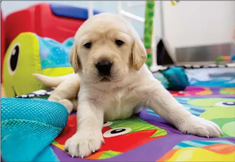  ?? Southeaste­rn Guide Dogs ?? A new puppy in the Southeaste­rn Guide Dogs preschool is exposed to a variety of sights, sounds and textures.