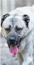  ?? FOTO: IMAGO ?? Schwer und kräftig: der Kangal, ein türkischer Hirtenhund.