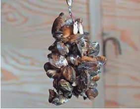  ?? PAUL A. SMITH / MILWAUKEE JOURNAL SENTINEL ?? A clump of quagga mussels hangs from an angler's lure on an ice fishing outing on Green Bay. The mussels, which cover much of the bottom of Lake Michigan, became hooked on the lure as it was jigged for whitefish.