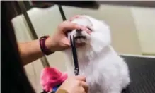  ??  ?? This picture shows a dog getting the hair on its face trimmed during a spa treatment session at a pet groomers in Hong Kong.