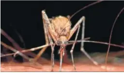  ??  ?? Un mosquito, insecto que puede transmitir­lo a los humanos.