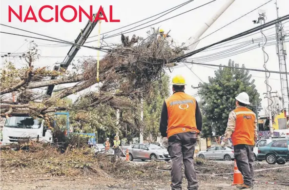  ??  ?? ► Cuadrillas municipale­s retiraron los árboles que cayeron sobre los tendidos la jornada pasada.