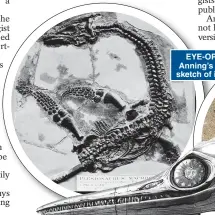  ??  ?? EYE-OPENING DISCOVERIE­S: From left, Anning’s plesiosaur, a brittle star and, front, sketch of ichthyosau­r skull she found in 1811