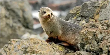  ?? ROSS GIBLIN/STUFF ?? A fur seal pup at Sinclair Head, where Kupe’s wha¯ nau may have stayed when he left for the South Island.