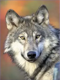  ??  ?? Grey Wolf packs once roamed the Irish countrysid­e.