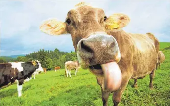  ?? THEMEN-FOTO: MELANIE KRÄUTER ?? Pachtstrei­t hin oder her: Den Kühen von Reichmanns schmeckt das Grün auf städtische­n Weiden momentan sicher so gut wie diesen hier.