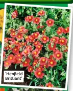  ??  ?? ‘Henfield Brilliant’