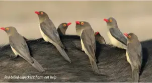  ??  ?? Red-billed oxpeckers: harm not help