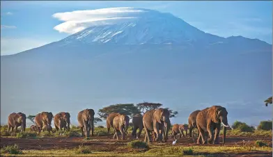  ?? BEN CURTIS / ASSOCIATED PRESS ?? A herd of adult and baby elephants walks in the dawn light with the highest mountain in Africa, Mount Kilimanjar­o, in the background, in Amboseli National Park, southern Kenya, in 2012.