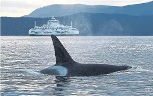  ?? DAVID ELLIFRIT CENTER FOR WHALE RESEARCH ?? The Salish Sea off the coast of British Columbia is home to orcas and other whales and is typically an incredibly noisy place with the constant rumble of ocean liners and other vessels.