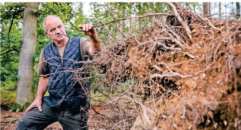  ?? RP-FOTO: ANNE ORTHEN ?? Diese 110 Jahre alte Eiche ist der Trockenhei­t zum Opfer gefallen. Förster Dankwart von Dörnberg macht sich Sorgen um seinen Wald.