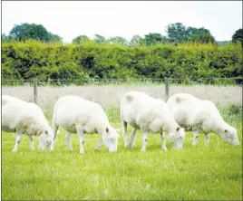  ?? THE UNIVERSITY OF NOTTINGHAM ?? Four sheep clones formed from the same cell line as the famed Dolly seem to be in perfect health.