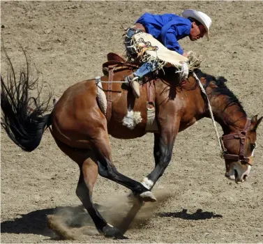  ?? ?? Bareback Bronc Riding: il concorrent­e sembra in difficoltà. Rodeo indiano della Crow Fair a Crow Agency, Montana.