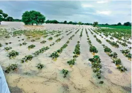  ?? —DC ?? Crops submerged due to the heavy rains in Jainad mandal, Adilabad on Friday.